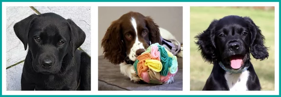 Banner of 3 puppies - Labrador, Springer Spaniel and Cocker Spaniel