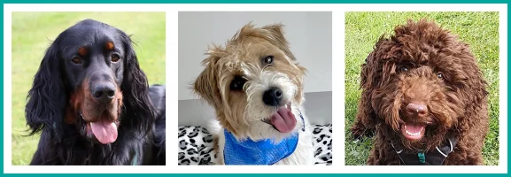Banner of 3 dogs - Gordon Setter, Rough Haired Jack Russell and Cockerpoo